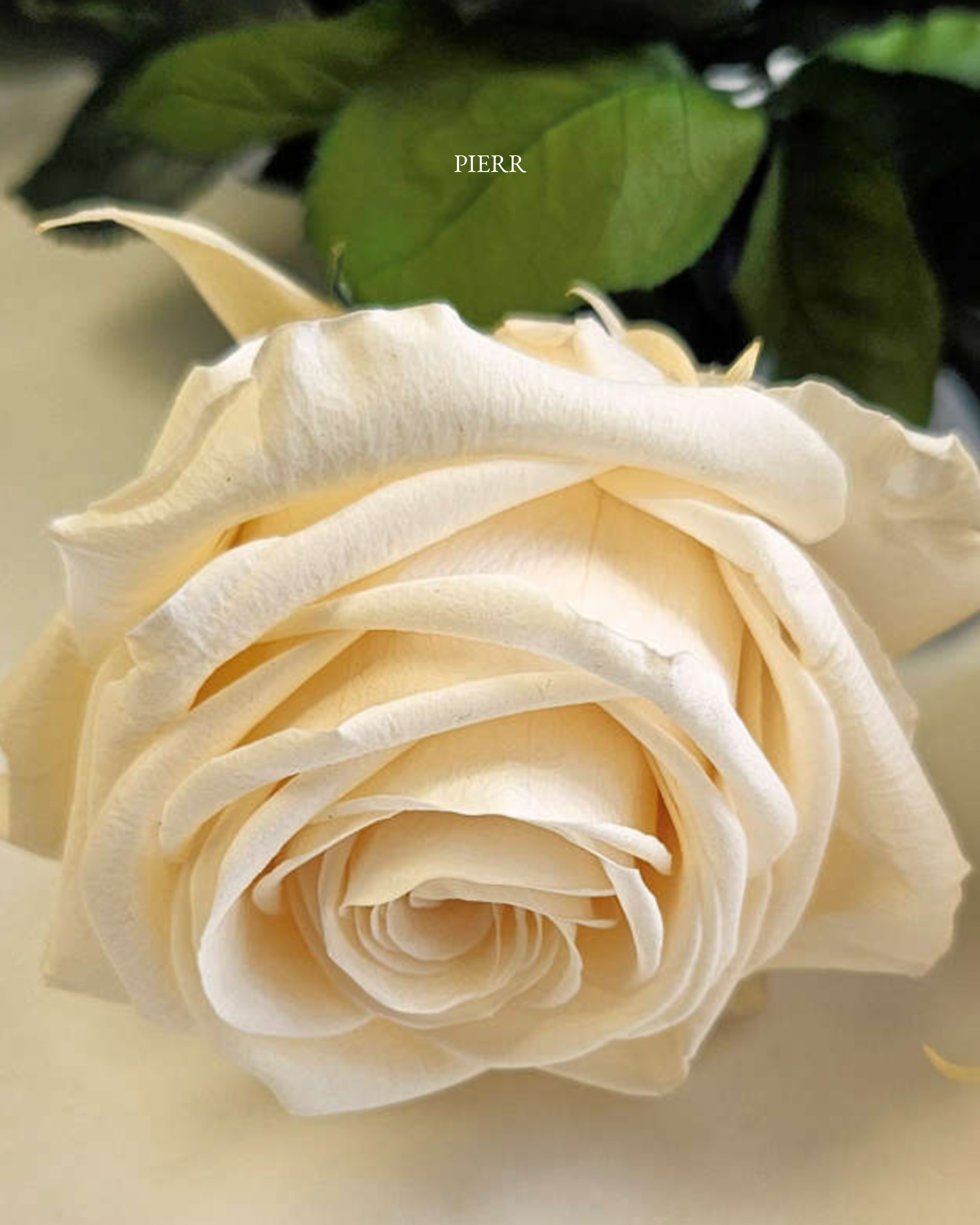 Roses with Stem