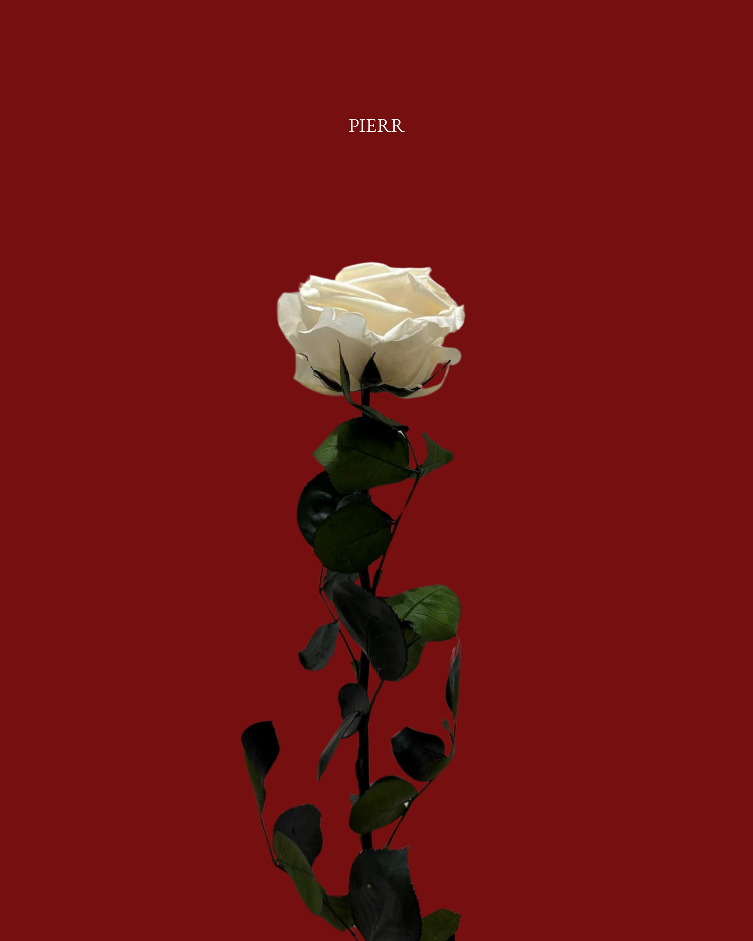 Roses with Stem