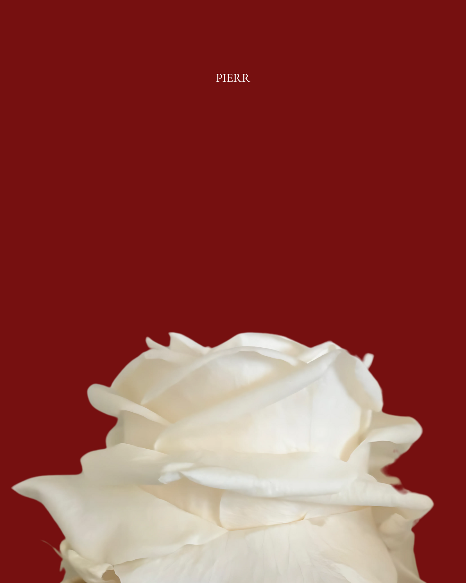 Single Preserved Rose