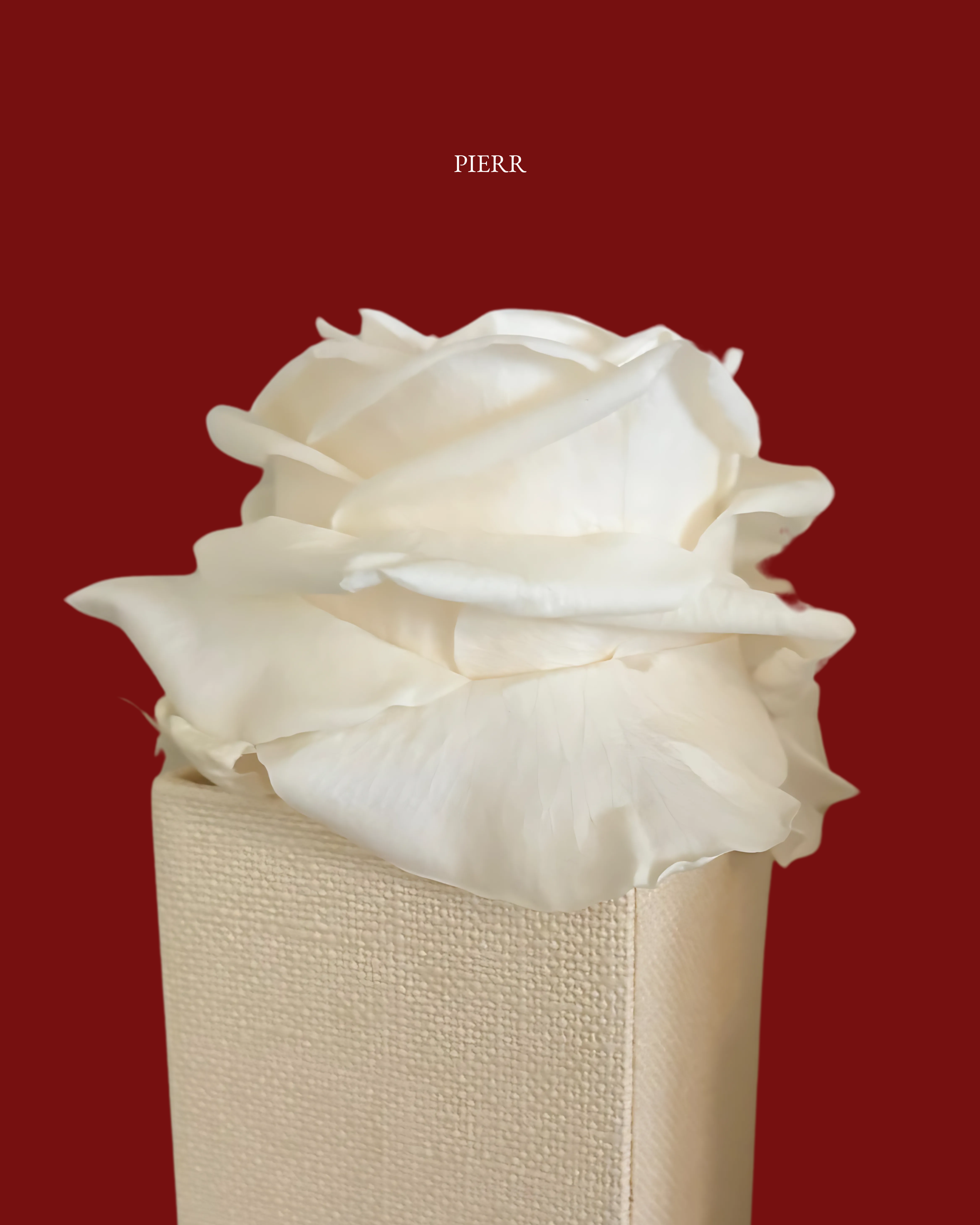Single Preserved Rose