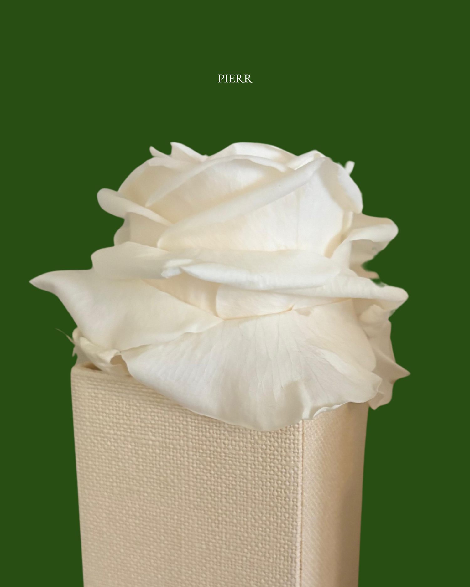 Single Preserved Rose